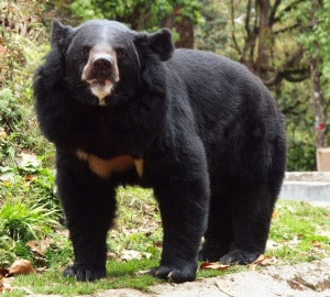 Black bear Darjeeling zoo 1024x921 1