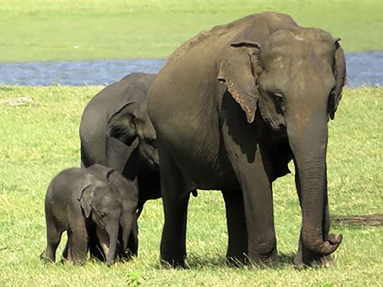 baby elephants 1732e4f6b25 medium