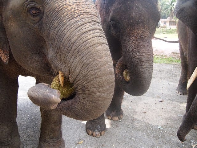 elephants eating durian