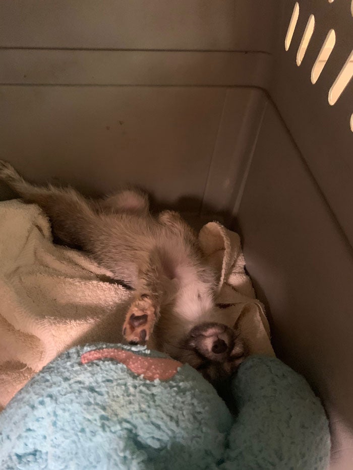 baby fox follows family home rescued 15