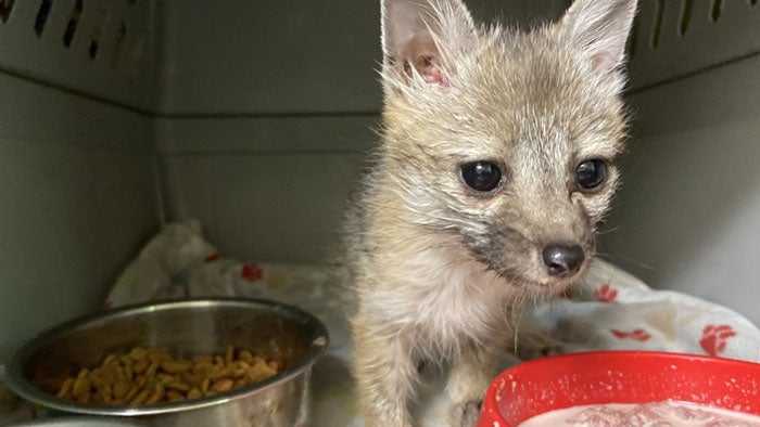 baby fox follows family home rescued 4 5ed4ff4f6c4f6 700