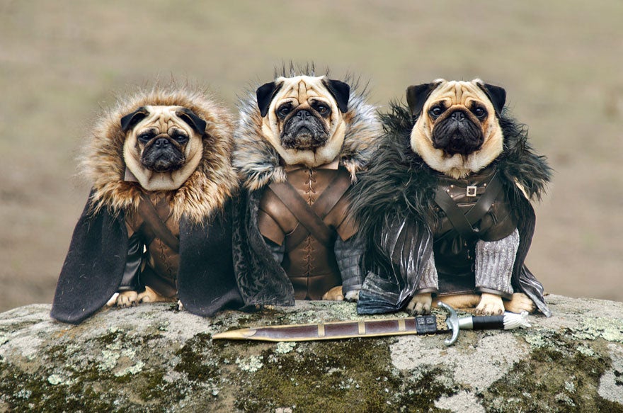 Cute Pugs Game Of Thrones Pugs Of Westeros 1