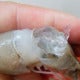 Gelatin-Injected Prawn Reportedly Found In China Market - World Of Buzz 4