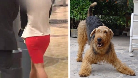 22 Year Old Girl Regrets Performing Sexual Acts With Dog To Please Lover From Craigslist - World Of Buzz