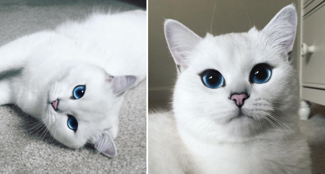 Meet Coby, The World’s Most Beautiful Cat - WORLD OF BUZZ