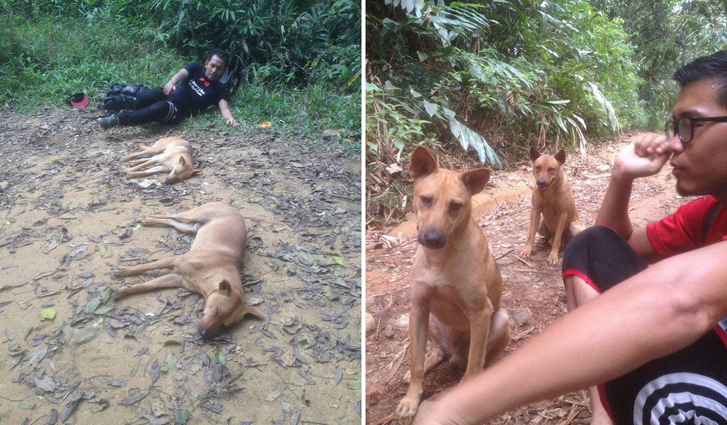 Malaysian Malay Group Were Protected by 2 Dogs During Their Hike In Gunung Nuang - World Of Buzz