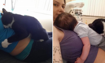Pet Cat Protects Baby Even Before He Was Born - World Of Buzz