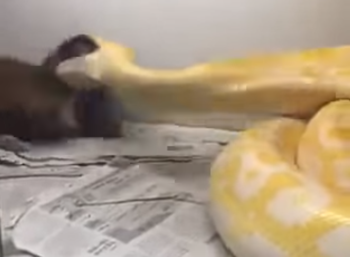 Shocking Video Shows Asian Man Feeding Adorable Puppy To His Pet Python - World Of Buzz 1