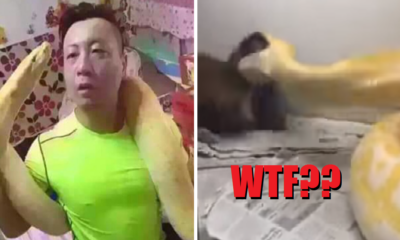 Shocking Video Shows Asian Man Feeding Adorable Puppy To His Pet Python - World Of Buzz 2