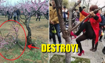 Chinese People Destroy Cherry Blossom Trees Just To Take The Perfect Selfie - World Of Buzz 1
