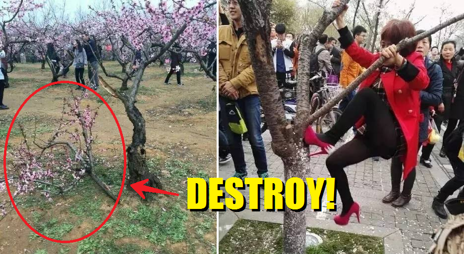 Chinese People Destroy Cherry Blossom Trees Just To Take The Perfect Selfie - World Of Buzz 1