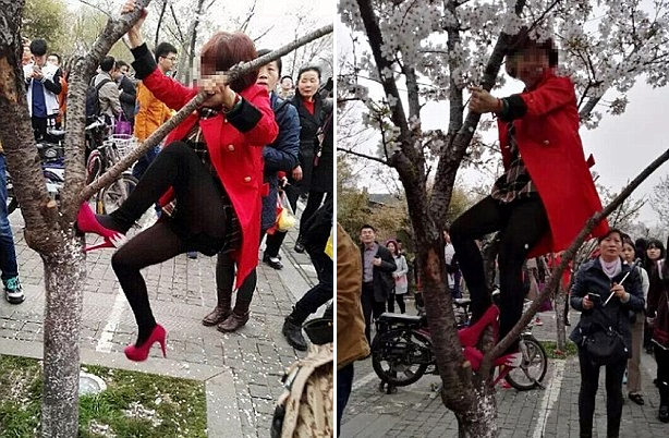Chinese People Destroy Cherry Blossom Trees Just To Take The Perfect Selfie - World Of Buzz