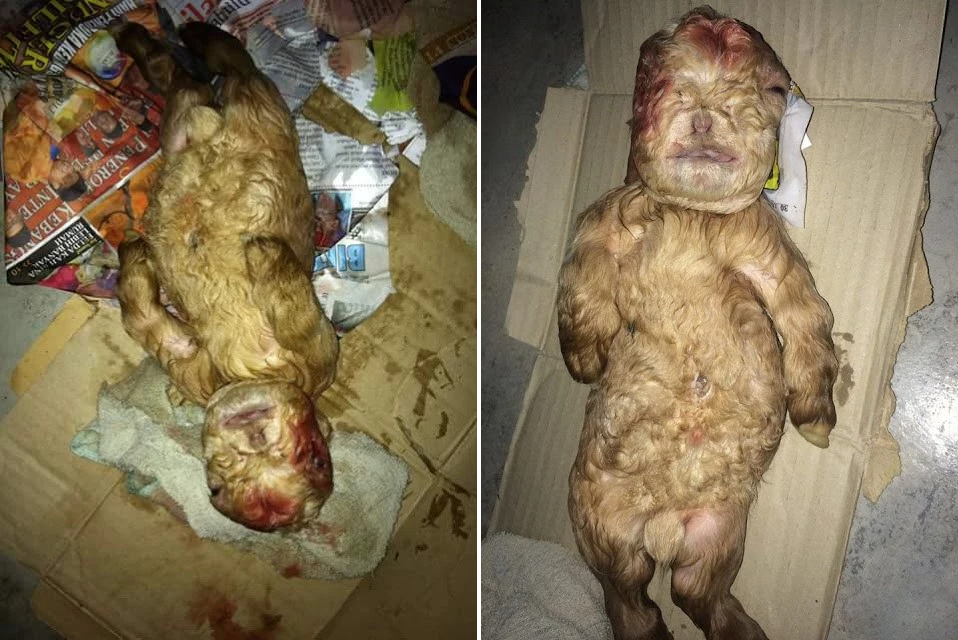 Goat Gave Birth In Johor But What Came Out Of Its Womb Shocked The Keepers - World Of Buzz 1