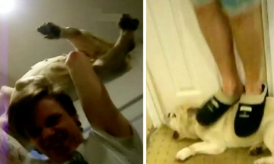 Shocking Moment When Owners Abused Pet Dog Including Throwing It Down The Stairs - World Of Buzz
