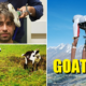 Here'S Why I Gave Up My Life In London To Become A Goat In Switzerland - World Of Buzz