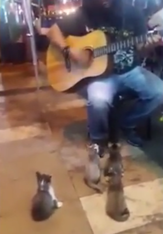 Malaysian Street Performer Goes Viral After Attracting Kittens With His Music - World Of Buzz 1