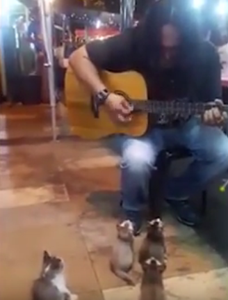Malaysian Street Performer Goes Viral After Attracting Kittens With His Music - World Of Buzz