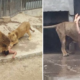 Man Strips Naked And Breaks Into Lion Cage In A Suicide Attempt - World Of Buzz