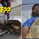Thai Man'S Genitals Gets Bitten By Python As He Was Using The Toilet - World Of Buzz 2