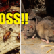 Careful Where You Eat In Kl, Rat Poop And Cockroach Eggs Found In 23 Restaurants - World Of Buzz
