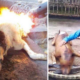 Finally, Yulin Government Cracksdown On Controversial Dog Meat Festival - World Of Buzz