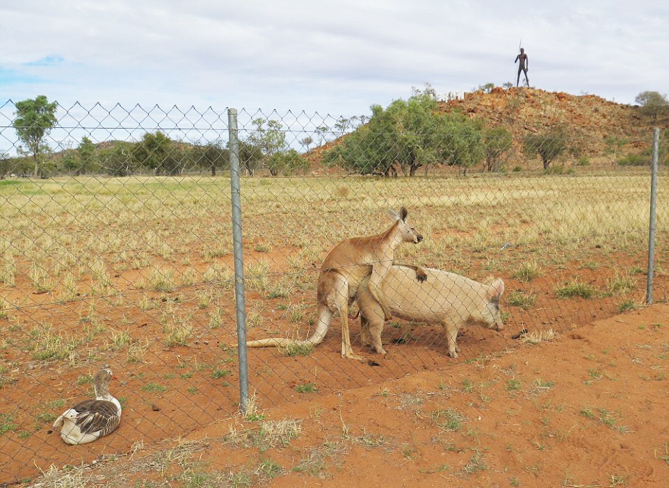 Researcher Stumbles Upon A Kangaroo And A Pig...getting Hot And Heavy??? - World Of Buzz 1