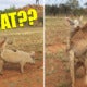 Researcher Stumbles Upon A Kangaroo And A Pig...getting Hot And Heavy??? - World Of Buzz 3
