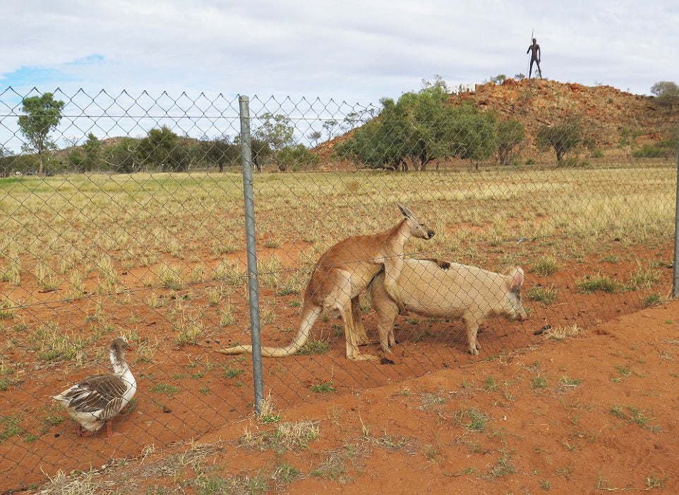 Researcher Stumbles Upon A Kangaroo And A Pig...getting Hot And Heavy??? - World Of Buzz
