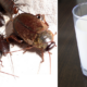 Cockroach Milk Is So Rich In Protein, Could Potentially Be The Next Superfood - World Of Buzz 1