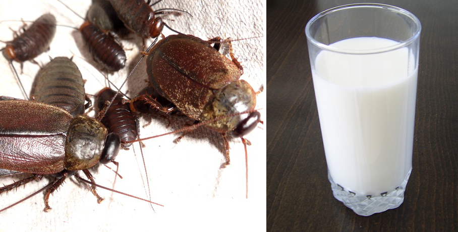 Cockroach Milk Is So Rich In Protein, Could Potentially Be The Next Superfood - World Of Buzz 1