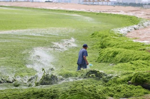 Covering Yourself In Algae Is The New Thing For Chinese Beachgoers - World Of Buzz 5