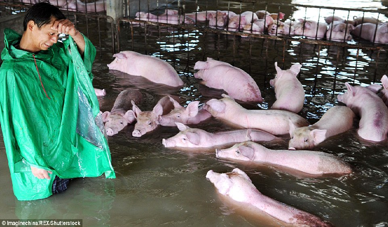 Distraught Farmer Tearfully Bids Farewell To His 6000 Pigs As Floodwaters Rise - World Of Buzz 1