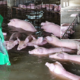 Distraught Farmer Tearfully Bids Farewell To His 6000 Pigs As Floodwaters Rise - World Of Buzz