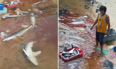 Govt. Not Able To Do Anything To Stop Shark Slaughters In Sabah - World Of Buzz 10
