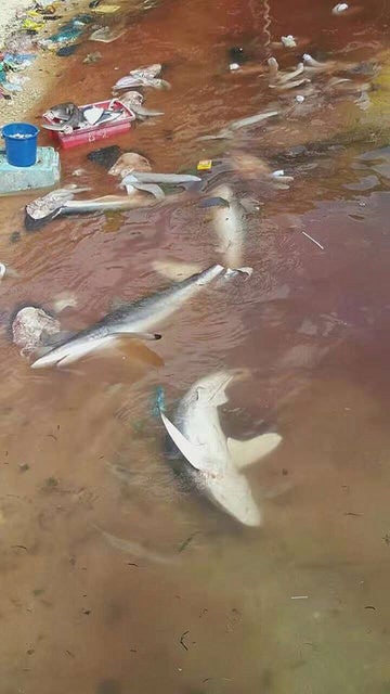 Govt. Not Able To Do Anything To Stop Shark Slaughters In Sabah - World Of Buzz 3