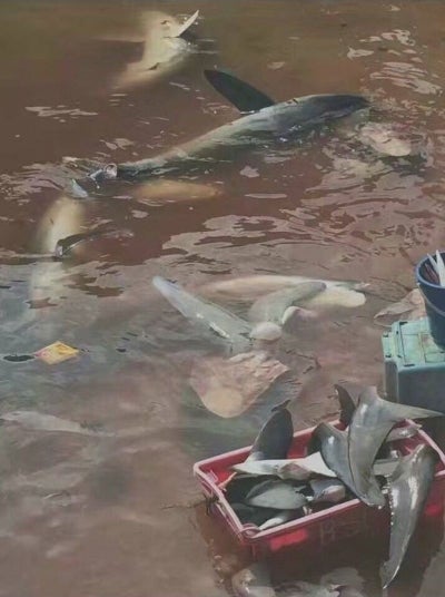 Govt. Not Able To Do Anything To Stop Shark Slaughters In Sabah - World Of Buzz 7