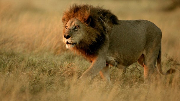 Obese 10-Year Old Boy Weights As Much As An Adult Male Lion - World Of Buzz