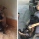 Puppies Cuddle Each Other For Protection After Getting Abandoned To The Streets - World Of Buzz