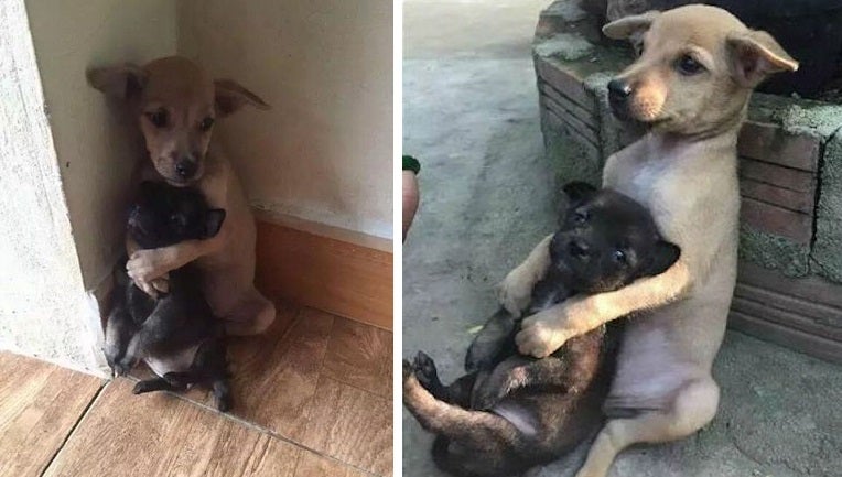 Puppies Cuddle Each Other For Protection After Getting Abandoned To The Streets - World Of Buzz