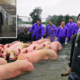 Remember The Distraught Farmer And His Trapped Pigs? Well, He Rescued Them For Their Bacon! - World Of Buzz