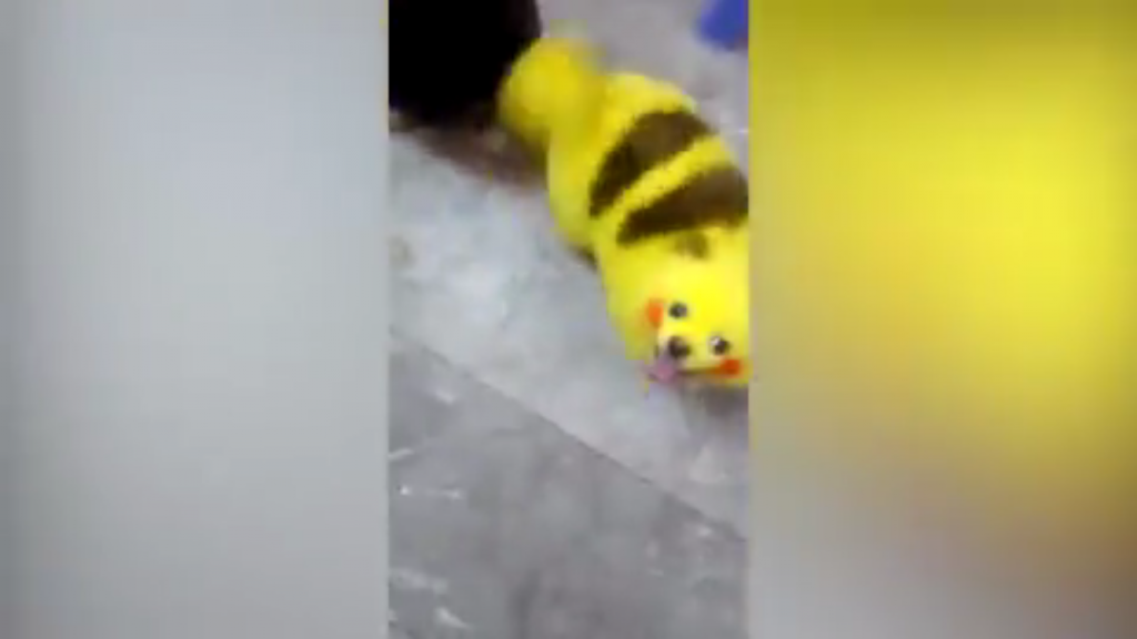 Taking It A Bit Too Far, Pokemon Fan Turns Their Dog Into Pikachu - World Of Buzz 1