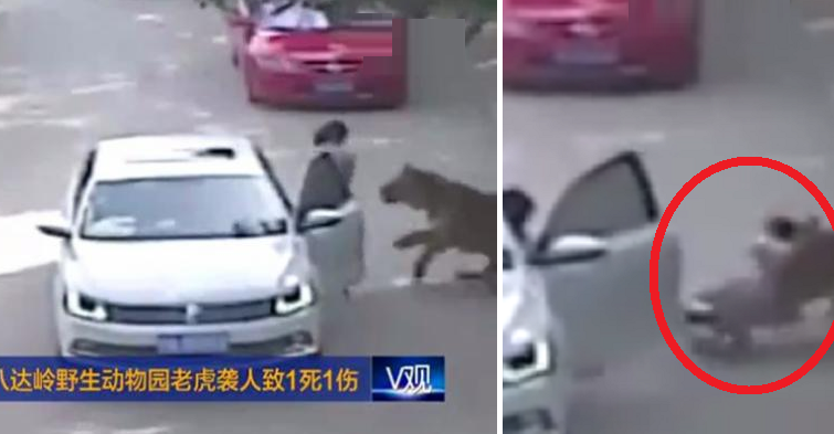 Video Captures Horrifying Moment When Tiger Drags Woman Away Before Mauling Her To Death - World Of Buzz