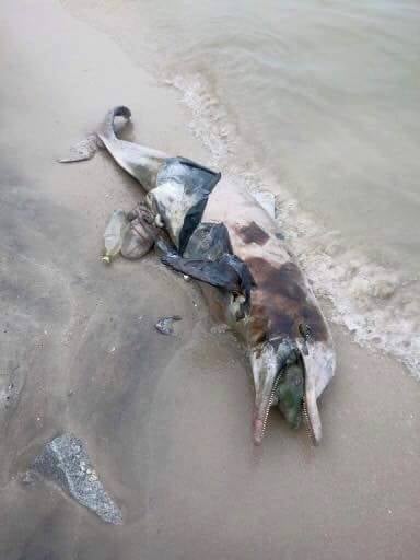 A Carcass Of A Dolphin Filled With Rubbish Washed Up On Shores Of Penang Reminding Us What Happens When We Litter - World Of Buzz 1