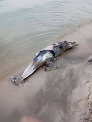 A Carcass Of A Dolphin Filled With Rubbish Washed Up On Shores Of Penang Reminding Us What Happens When We Litter - World Of Buzz 2