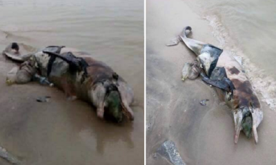 A Carcass Of A Dolphin Filled With Rubbish Washed Up On Shores Of Penang Reminding Us What Happens When We Litter - World Of Buzz 3
