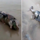A Carcass Of A Dolphin Filled With Rubbish Washed Up On Shores Of Penang Reminding Us What Happens When We Litter - World Of Buzz 3