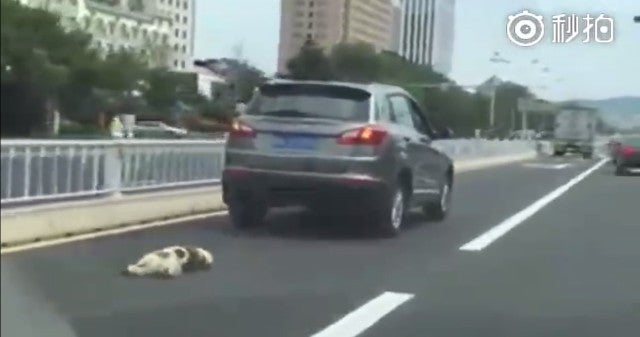 Owner Tied Dog Behind Car And Dragged It To Death - World Of Buzz 1