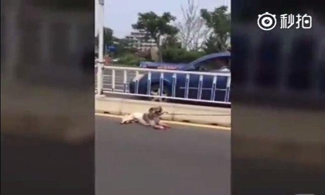Owner Tied Dog Behind Car And Dragged It To Death - World Of Buzz 2