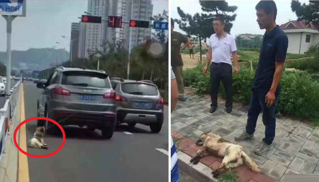 Owner Tied Dog Behind Car And Dragged It To Death - World Of Buzz 5
