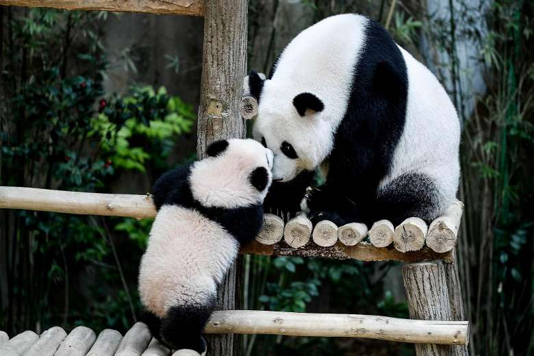 Say "Bye Bye" to Beloved Panda At Zoo Negara As Nuan Nuan May Be Going Back China Next Year - World Of Buzz 1